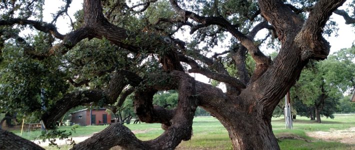 Ancient Oak at Ghost Hill